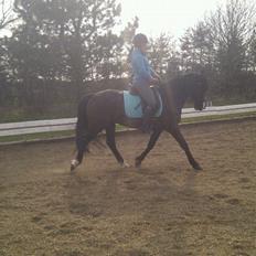 Anden særlig race Armani