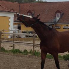 Svensk Varmblod Cadette