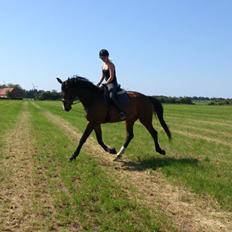Dansk Varmblod Showmaster Landlyst