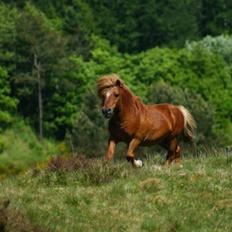 Shetlænder Skovlundens Kevin