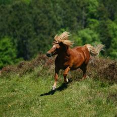 Shetlænder Skovlundens Kevin