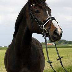 Hannoveraner Linnebjerg's Dollar Girl