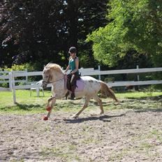 Knabstrupper Hidalgo