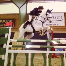 Dansk Varmblod NICE FELLOW