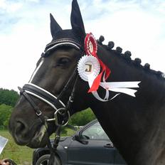 Welsh Partbred (Sec F) Chili´s Zappa