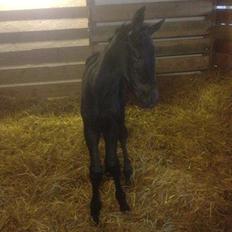 Hannoveraner Für Furisto