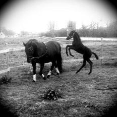 Hannoveraner Für Furisto