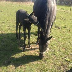 Hannoveraner Für Furisto