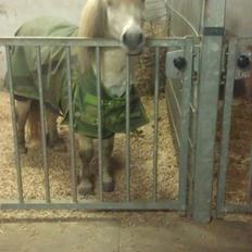 Anden særlig race Bonanza