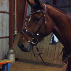 Dansk Varmblod Dancing Queen