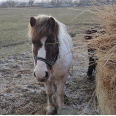Anden særlig race Samba