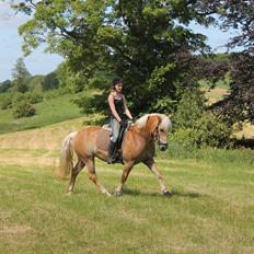 Haflinger Lucky