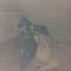 Anden særlig race Gucci