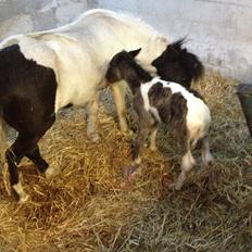 Anden særlig race Gucci