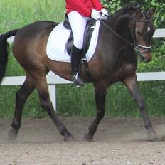 Anden særlig race Andriano