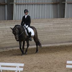 Anden særlig race Andriano