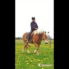 Haflinger Asmund *Hingst*