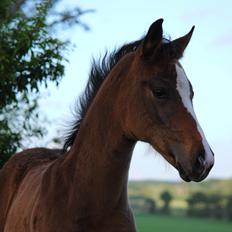 Dansk Varmblod Celina L