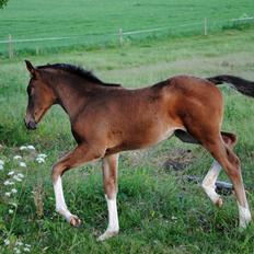 Dansk Varmblod Celina L