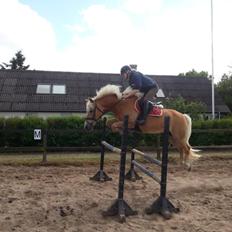 Haflinger Anzit Rundhøj