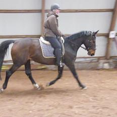 Dansk Varmblod Beauty