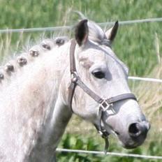 Anden særlig race Luka