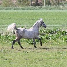 Anden særlig race Luka
