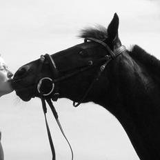 Tysk Sportspony Beauty