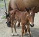 Anden særlig race Magic's Anastacia