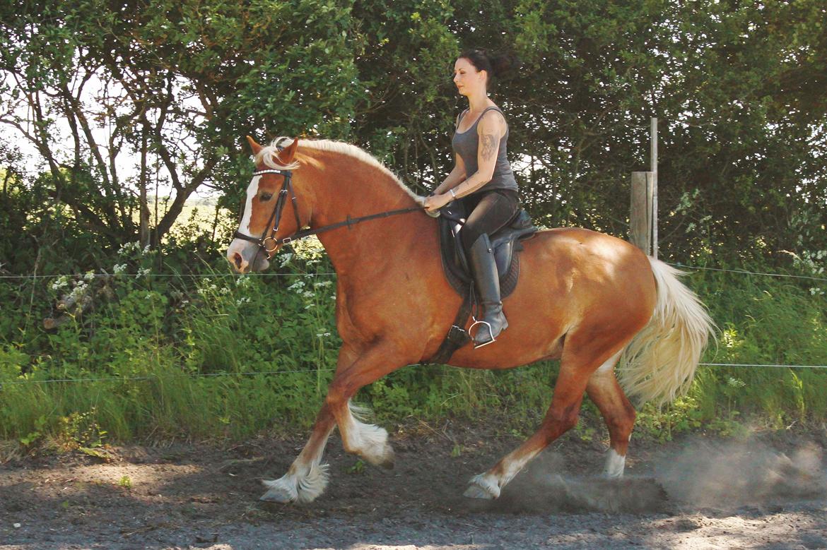 Welsh Cob (sec D) Roxette Royal - juni 13. Fotograf: Tine Silkjær billede 18