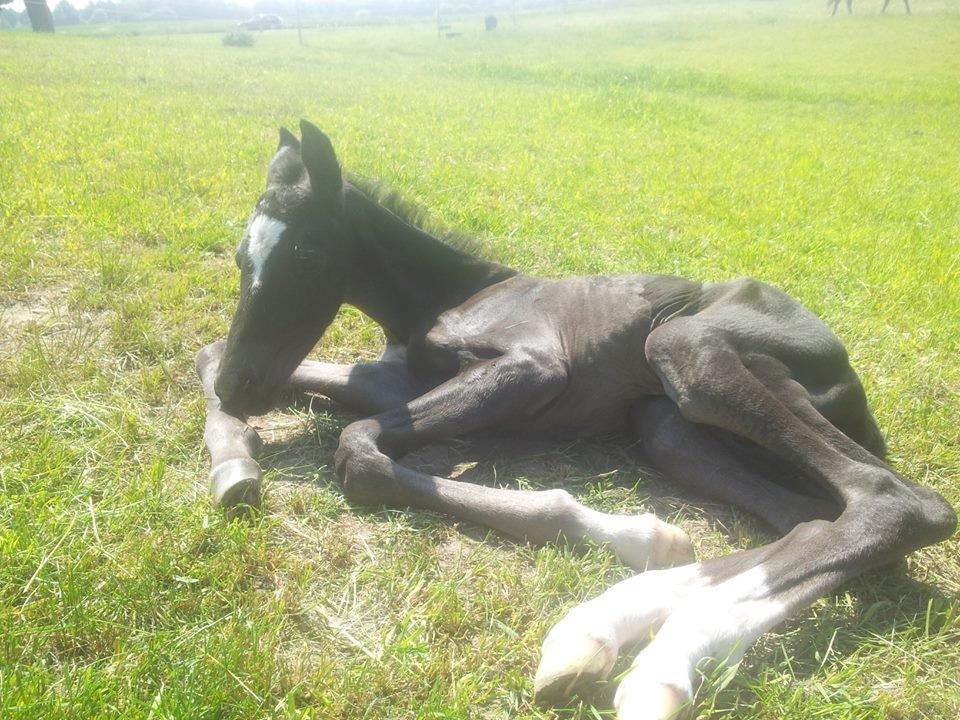 Dansk Varmblod PHB'S Hagbarth - Er lige som han er blevet bestilt billede 3
