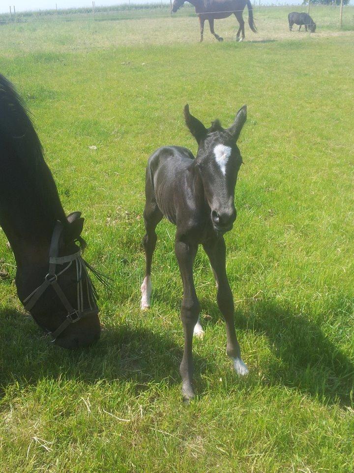 Dansk Varmblod PHB'S Hagbarth - Så lykkedes det, godt to timer gammel her. billede 5