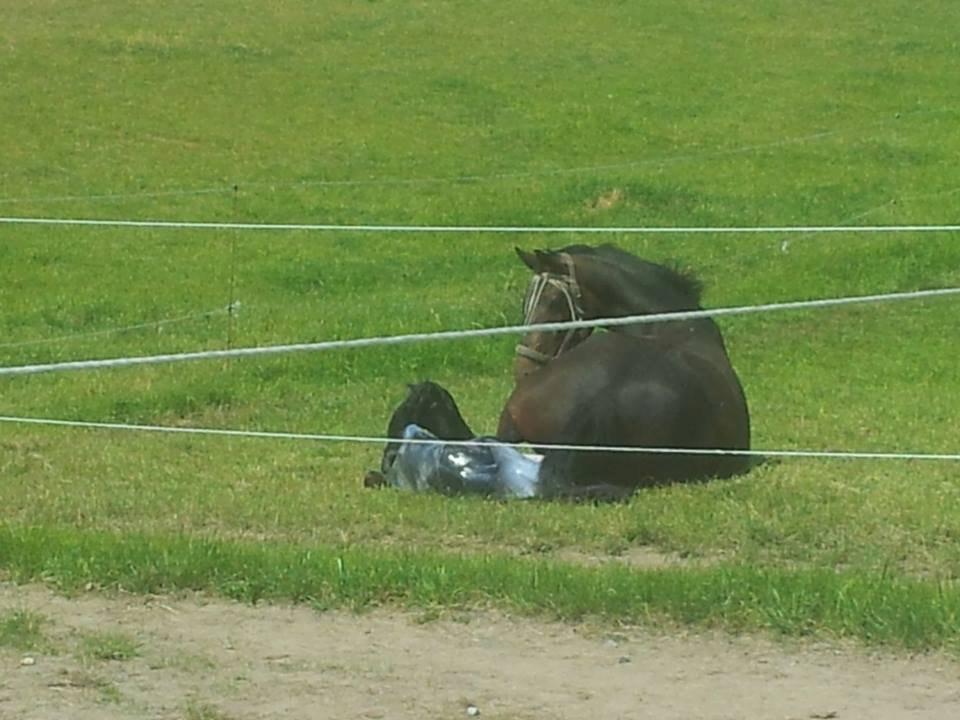 Dansk Varmblod PHB'S Hagbarth - Født den 11/6-13 kl.13.42 ude på folden. billede 1