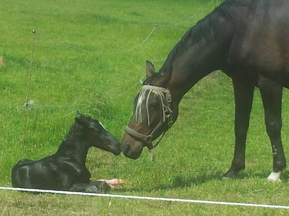 Dansk Varmblod PHB'S Hagbarth - Kærlighed fra første øjekast billede 2