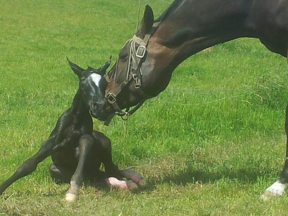 Dansk Varmblod PHB'S Hagbarth - Det er svært at styre de lange stænger billede 4