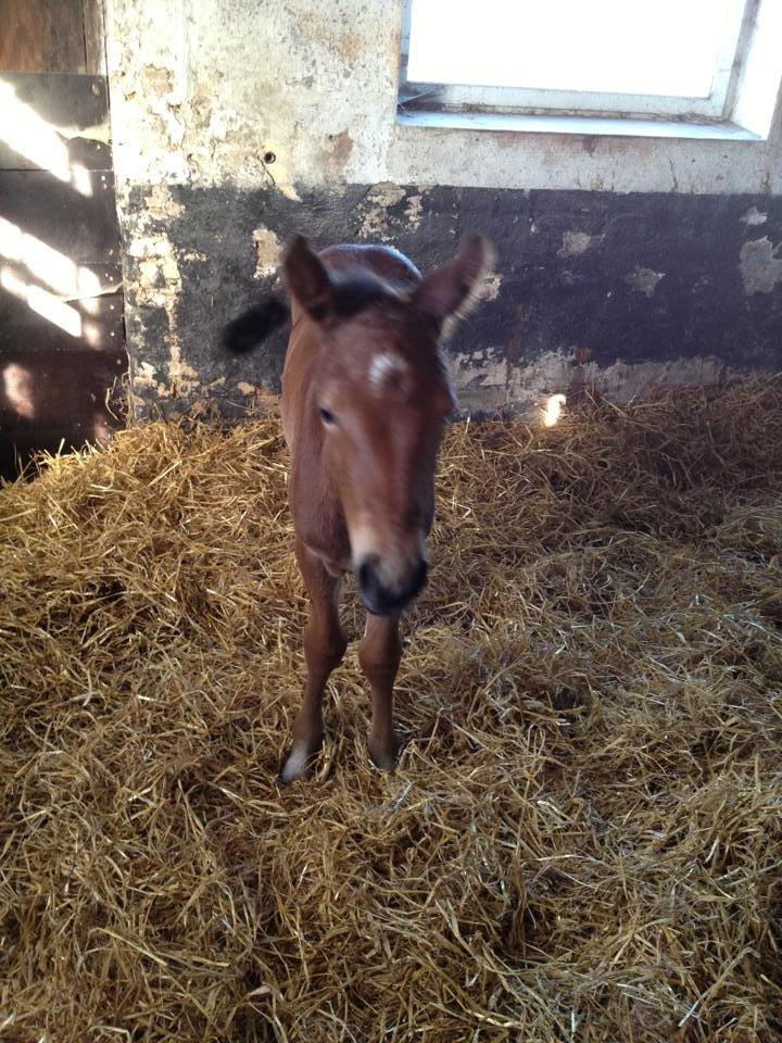Anden særlig race Magic's Anastacia billede 2
