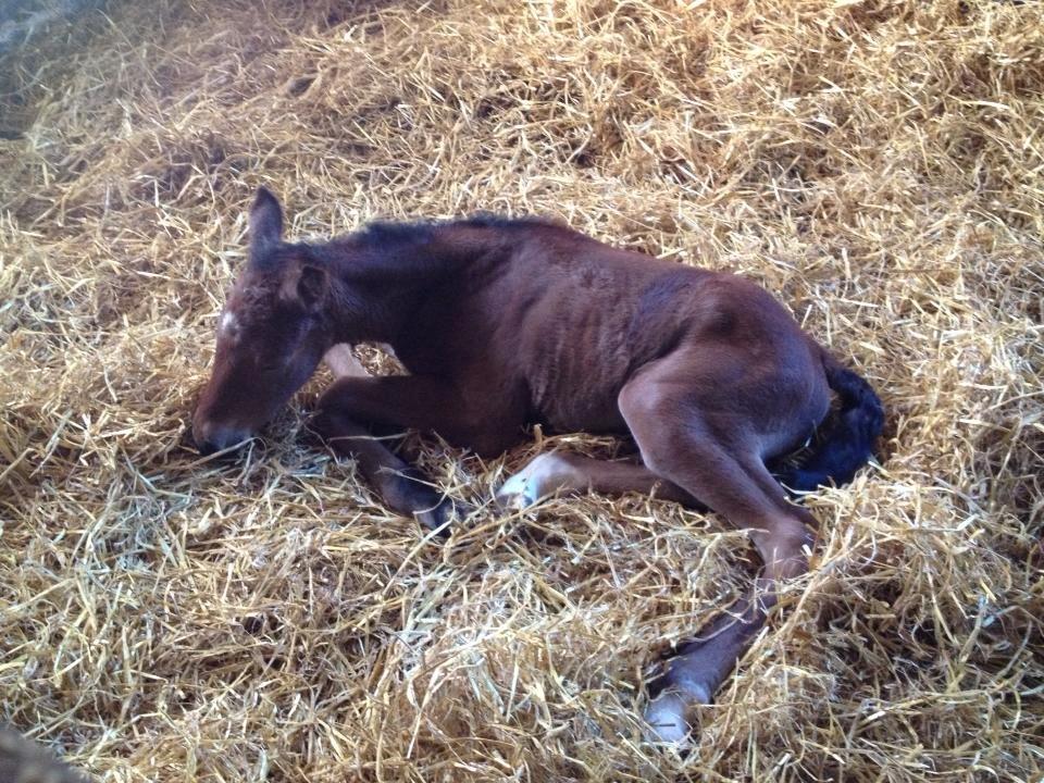 Anden særlig race Magic's Anastacia billede 4