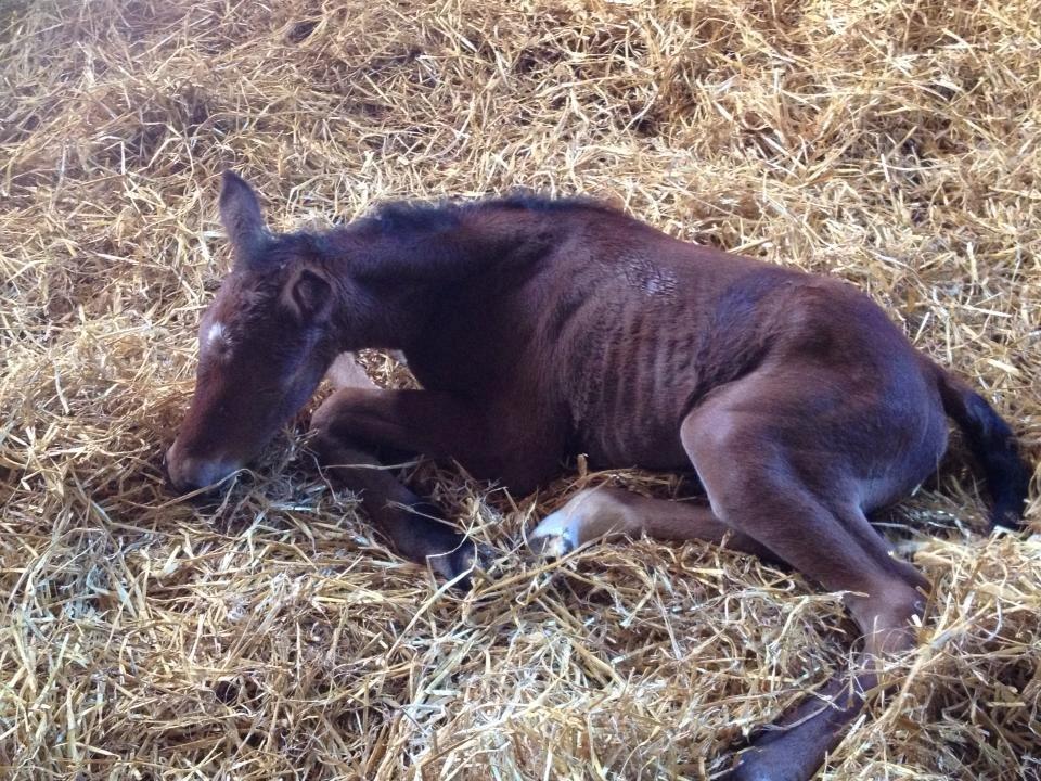 Anden særlig race Magic's Anastacia billede 5