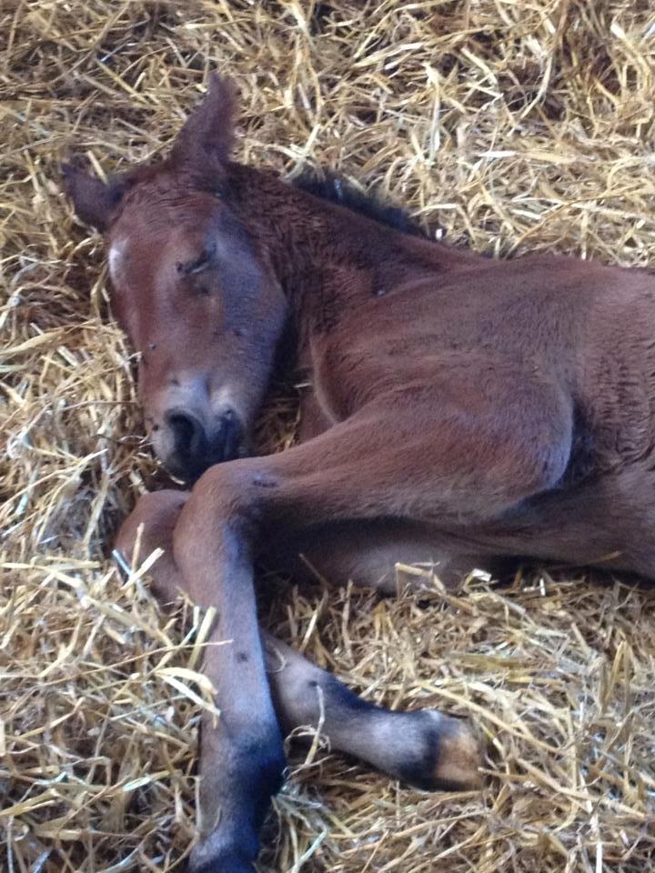 Anden særlig race Magic's Anastacia billede 7