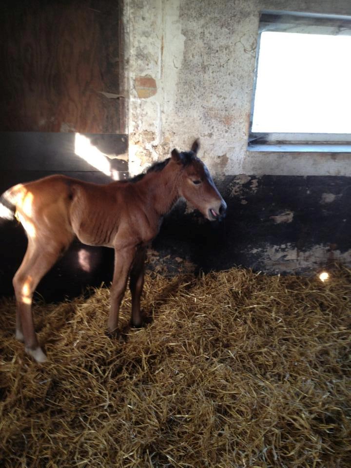 Anden særlig race Magic's Anastacia billede 8