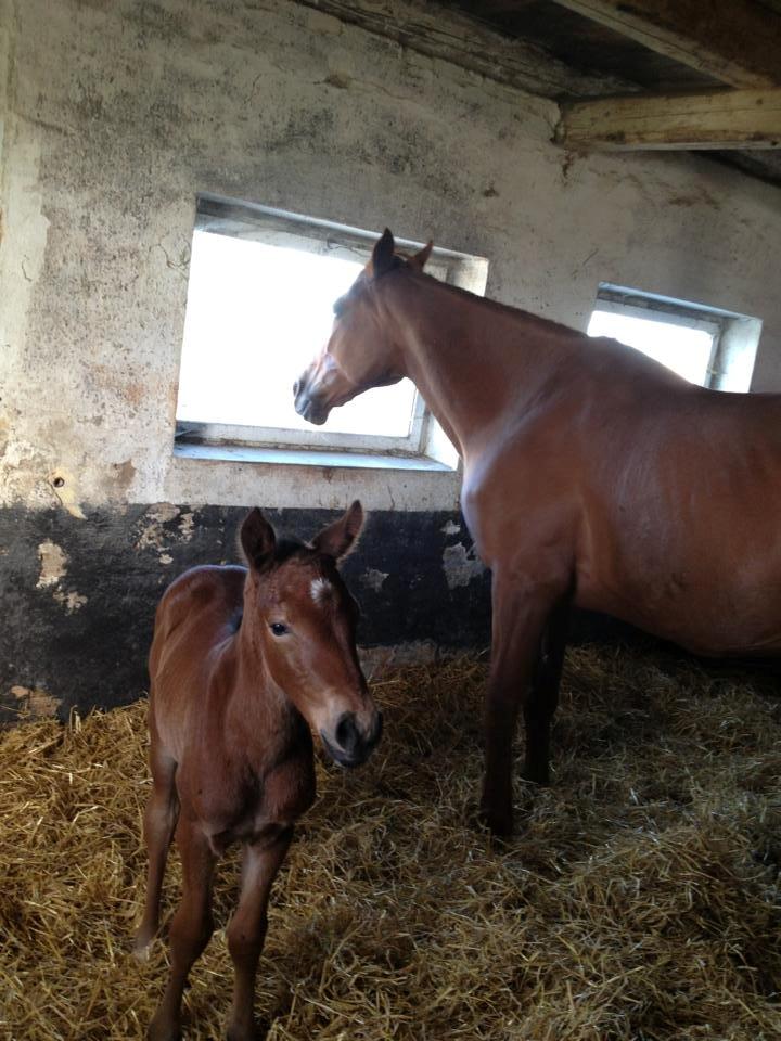 Anden særlig race Magic's Anastacia billede 9