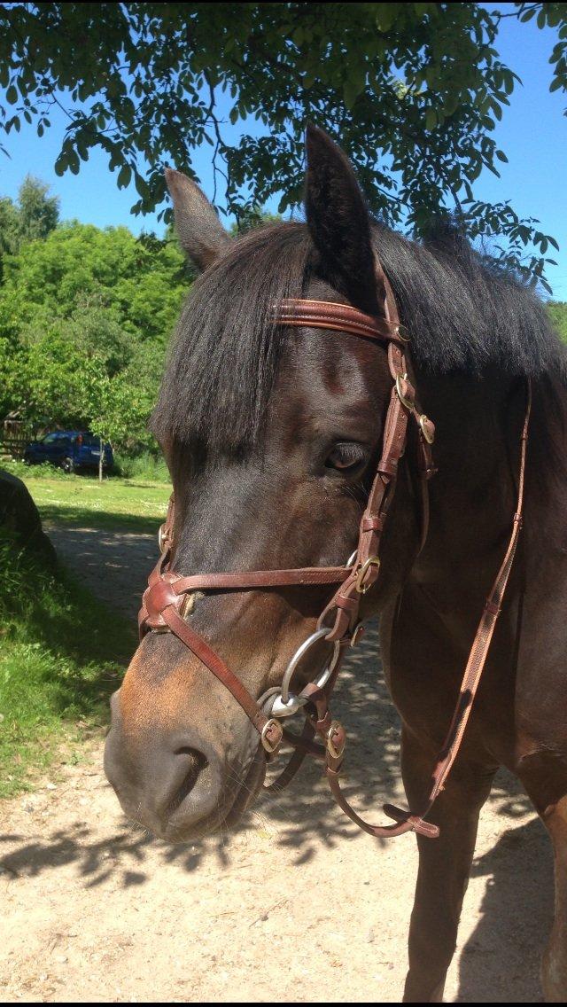 New Forest Løgtholt´s Bastian <3  - klar til en tur i skoven <3<3 billede 12