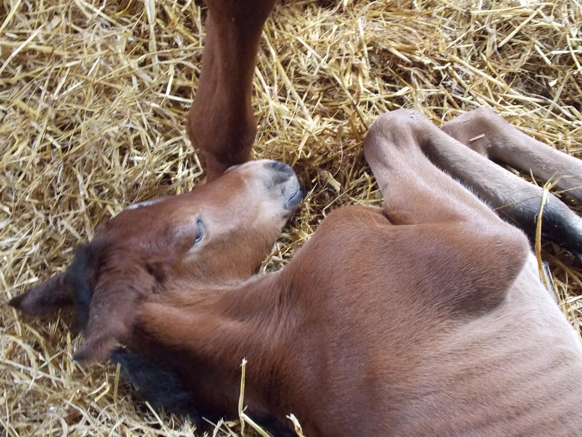 Anden særlig race Magic's Anastacia billede 6