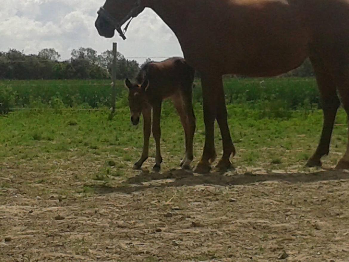 Anden særlig race Magic's Anastacia billede 3