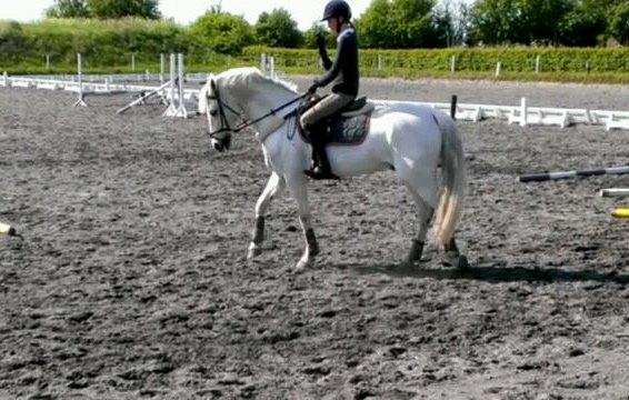 Irsk Sportspony Lancelot - Træning billede 13