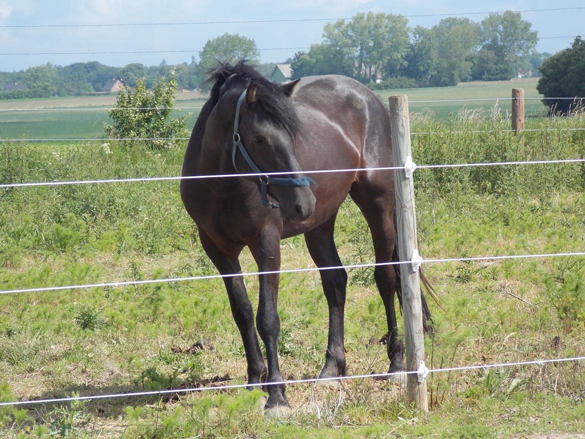 Anden særlig race Walentin billede 14