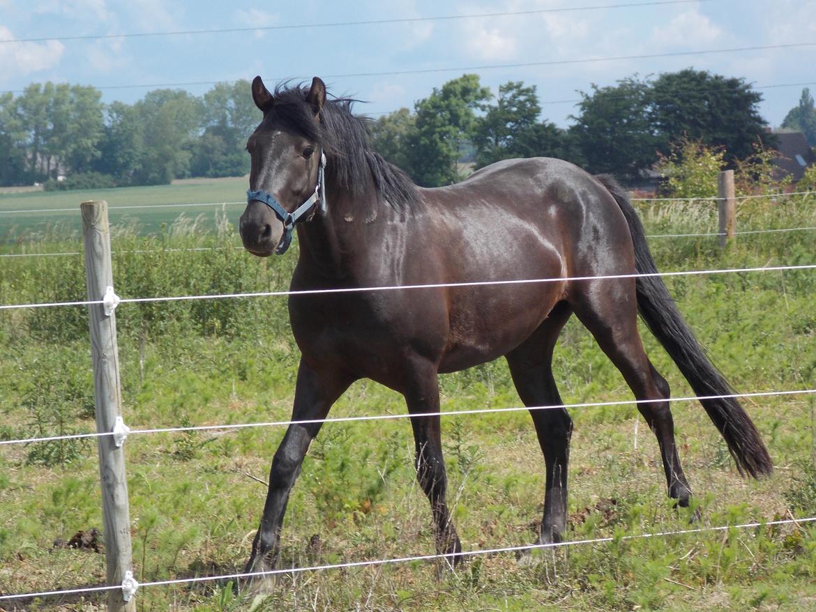 Anden særlig race Walentin billede 15