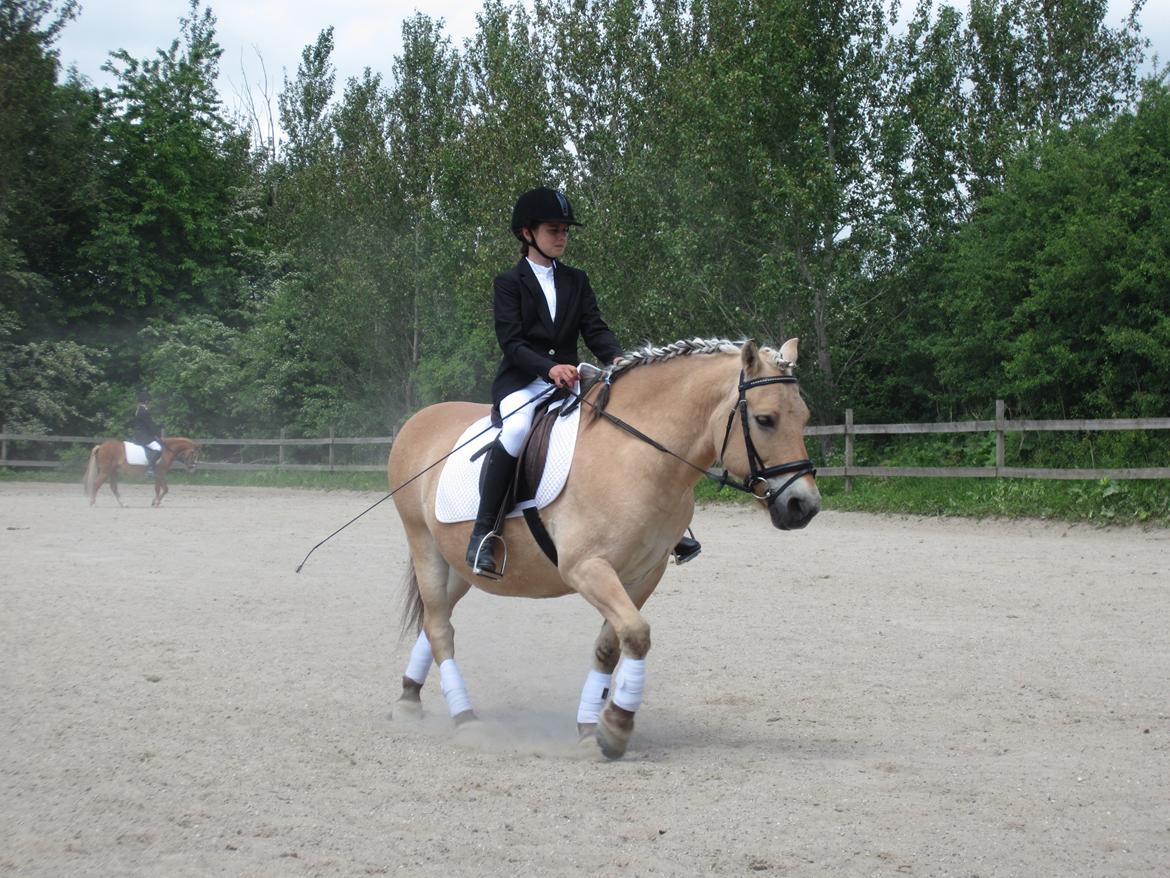 Fjordhest Tjalfe - Dressurstævne på HR D.8 juni 2013 billede 3