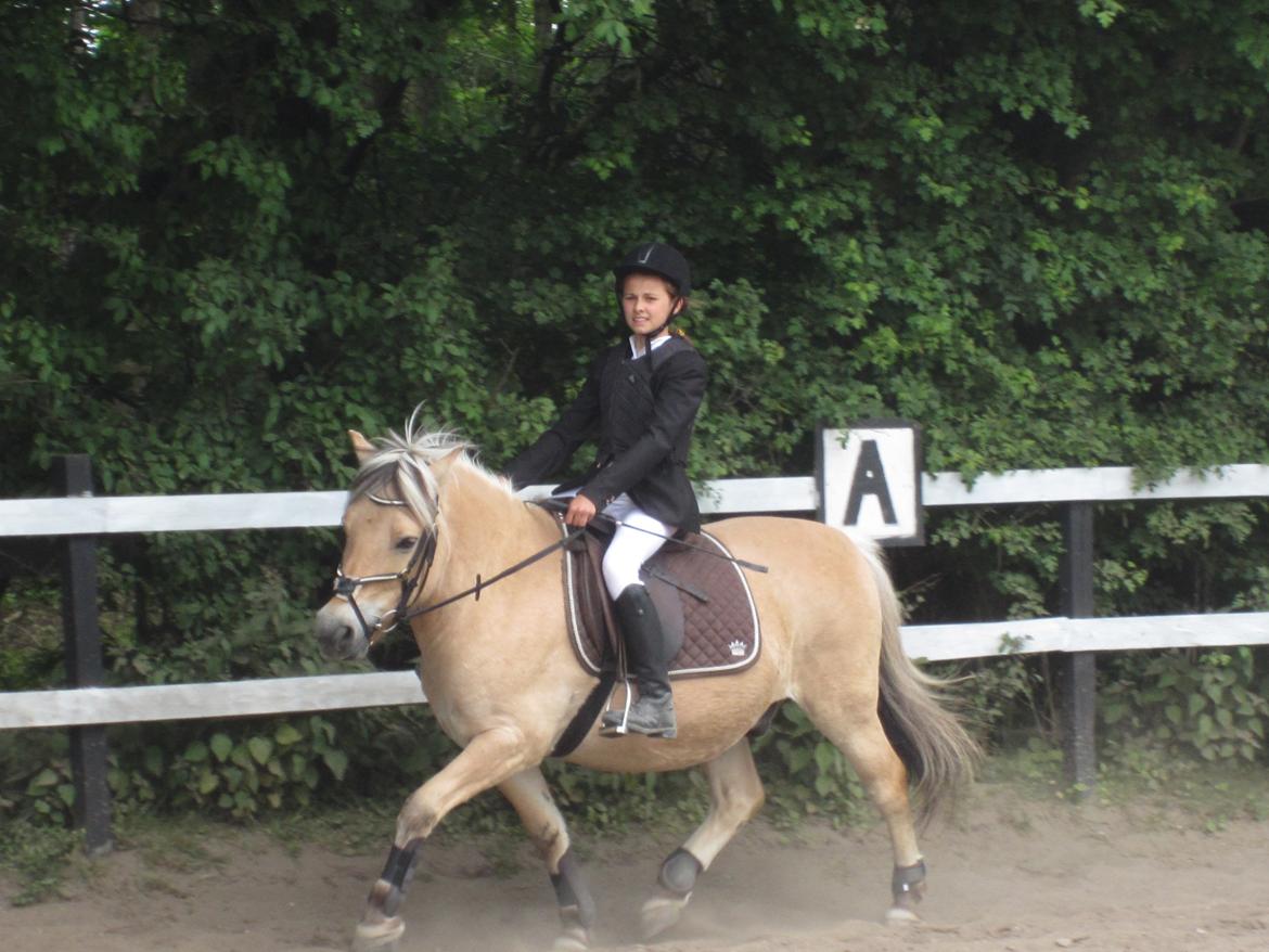 Fjordhest Tjalfe - opvarming til springstævnet D.9 juni 2013 billede 16