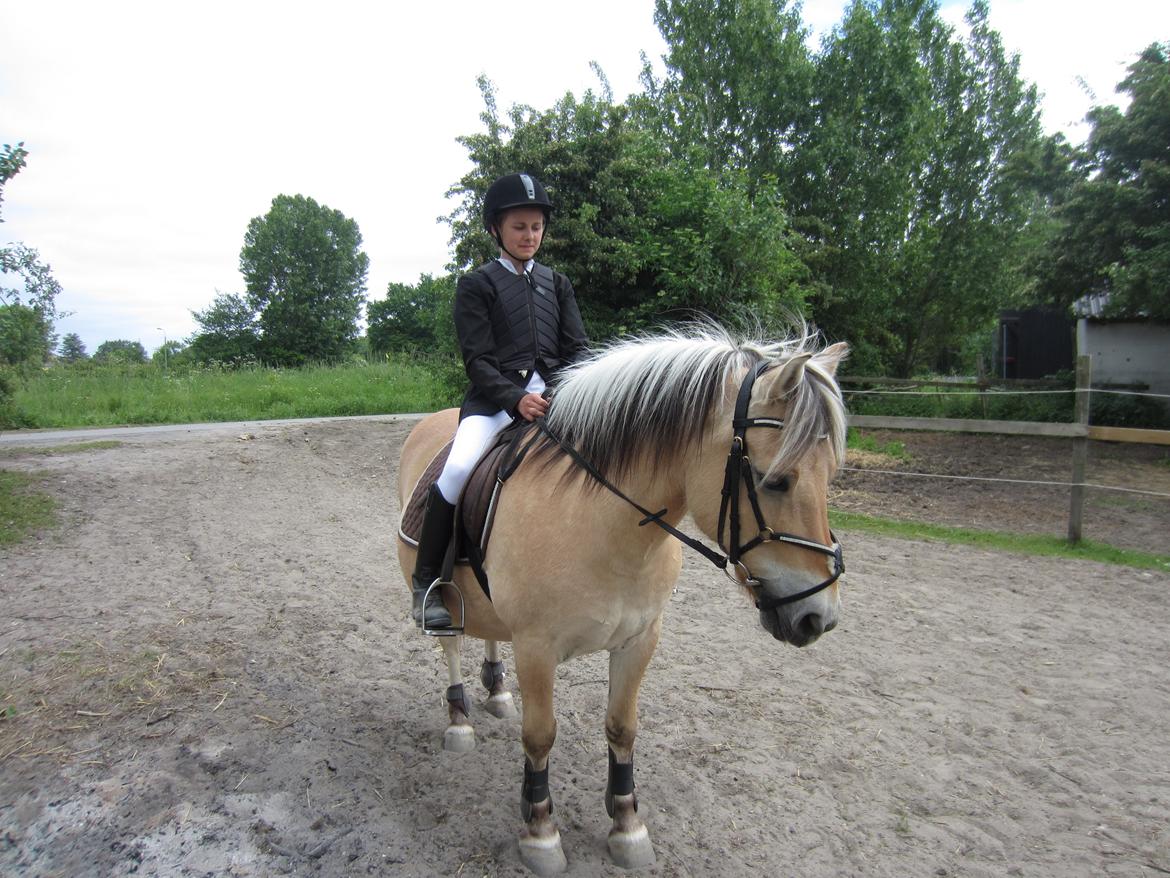 Fjordhest Tjalfe - venter på at komme ind på banen til springstævne :) billede 11